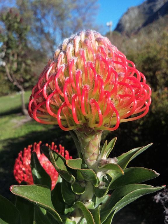 Bucaco Sud Guest House Bettyʼs Bay Exteriör bild