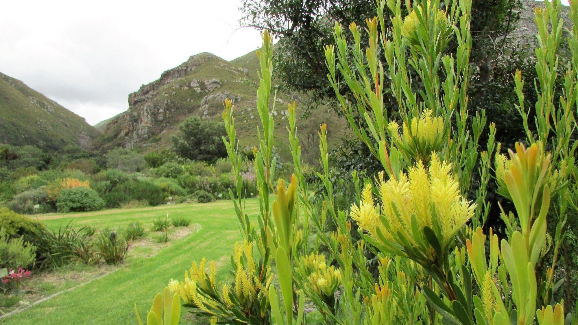 Bucaco Sud Guest House Bettyʼs Bay Exteriör bild